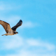 aguila pescadora ornitoursfera malaga