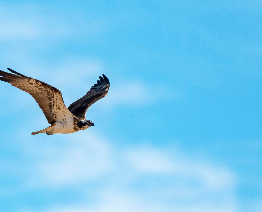 aguila pescadora ornitoursfera malaga