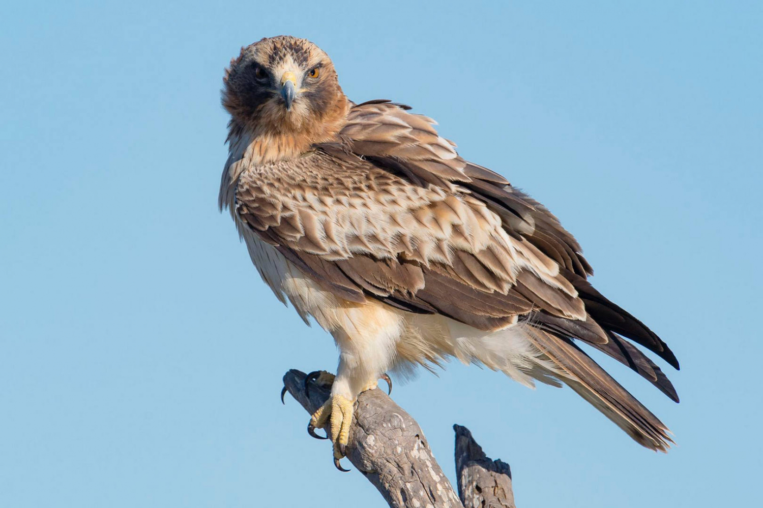 Águila calzada