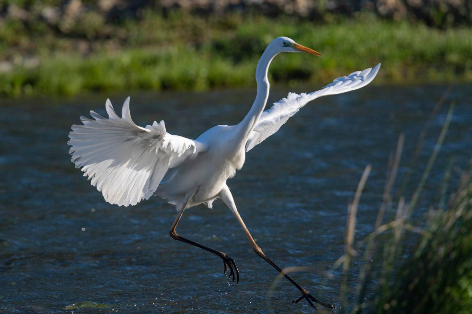 Garceta grande garceta común garceta grande garceta blanca o gran garza blanca ardea alba málag