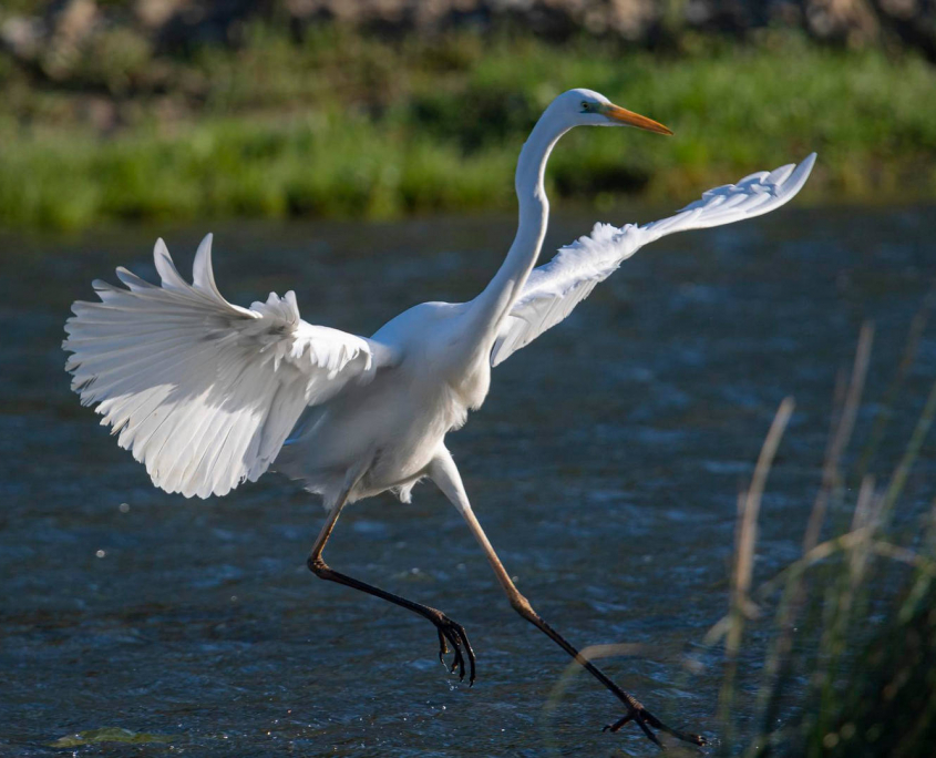 Garceta grande garceta común garceta grande garceta blanca o gran garza blanca ardea alba málag