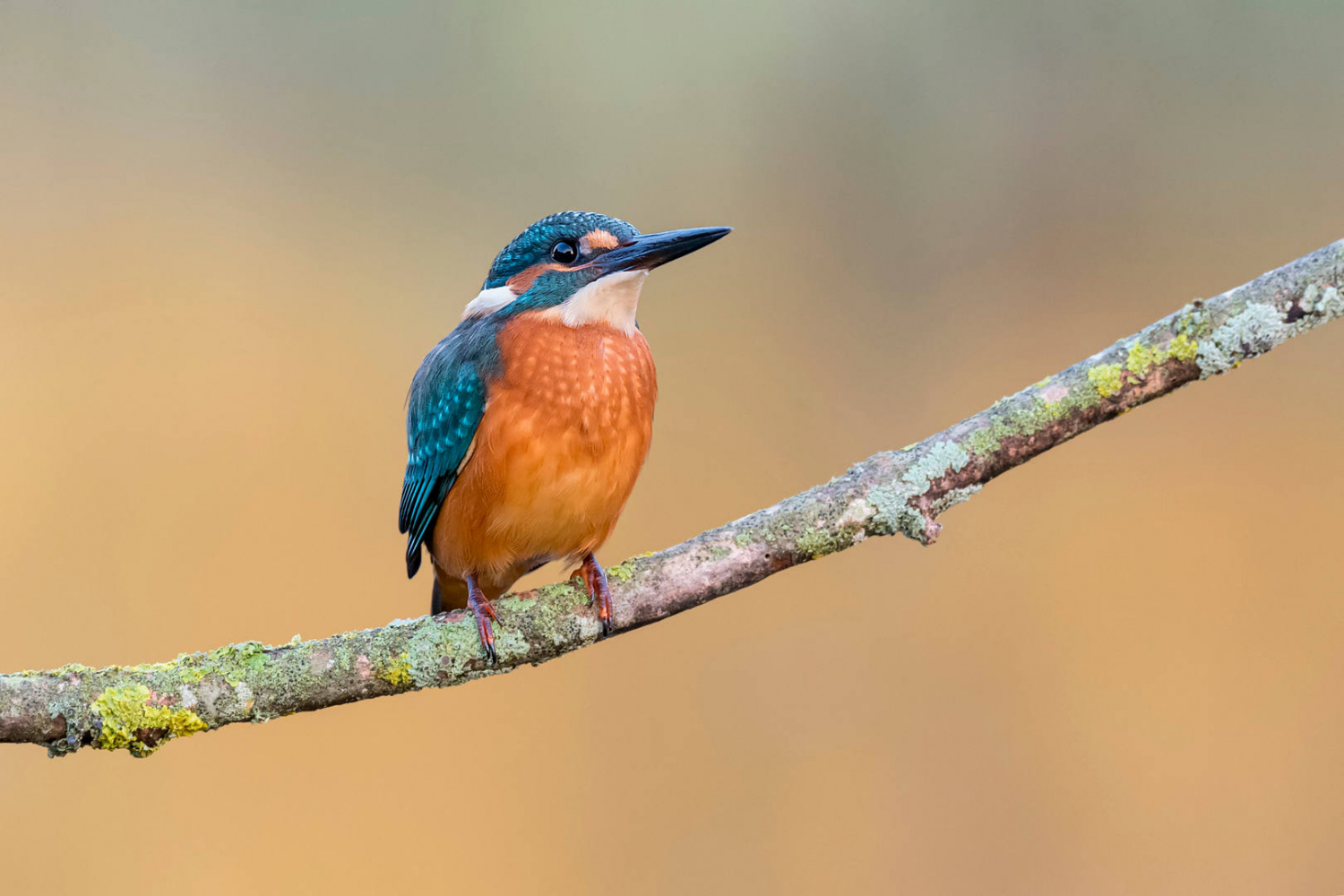 Aves fotografía Martín Pescador ornitour sfera malaga 1