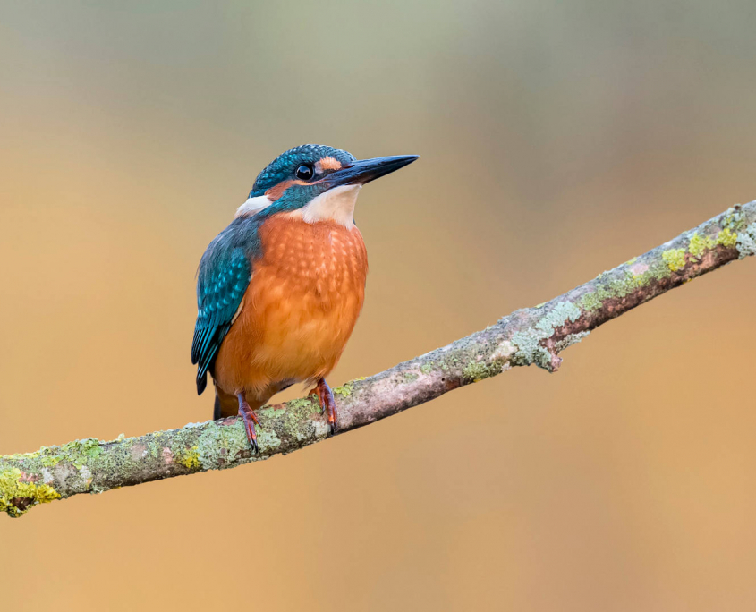 Aves fotografía Martín Pescador ornitour sfera malaga 1