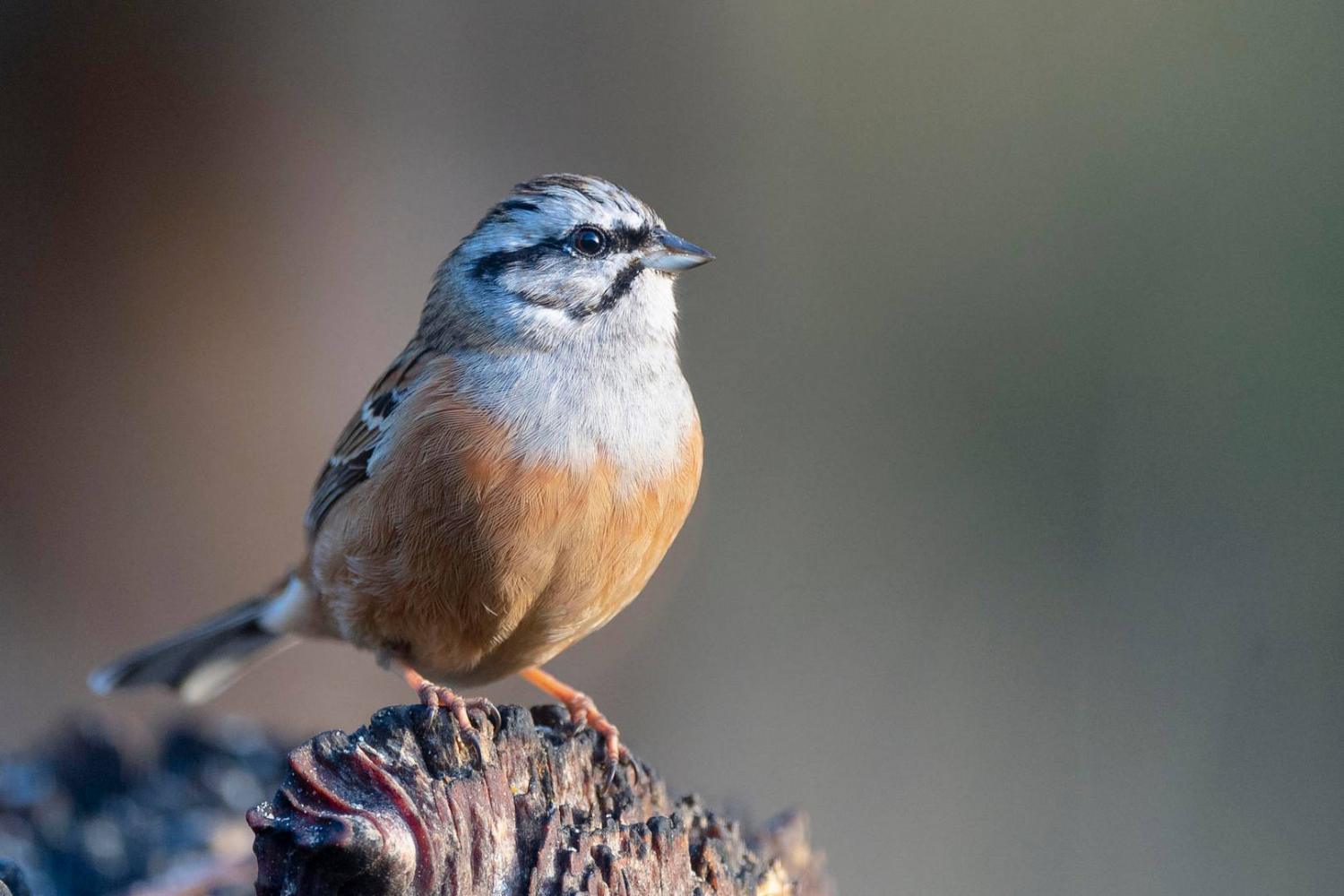 Rock bunting embeRock bunting emberiza cia málaga españariza cia málaga españa