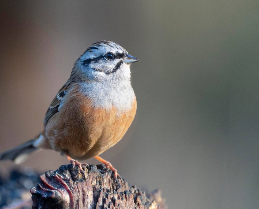 Rock bunting embeRock bunting emberiza cia málaga españariza cia málaga españa