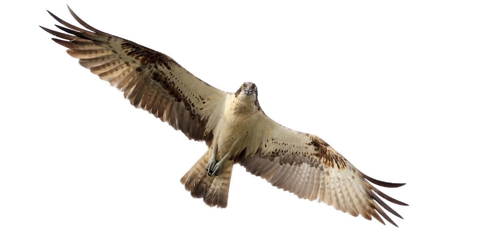 aguila pescadora ornitoursfera malaga 3