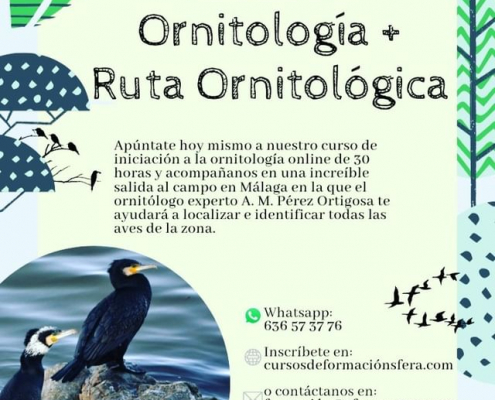 curso ornitologia malaga sfera